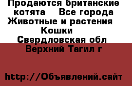 Продаются британские котята  - Все города Животные и растения » Кошки   . Свердловская обл.,Верхний Тагил г.